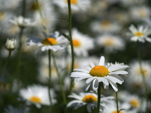 White Daisies