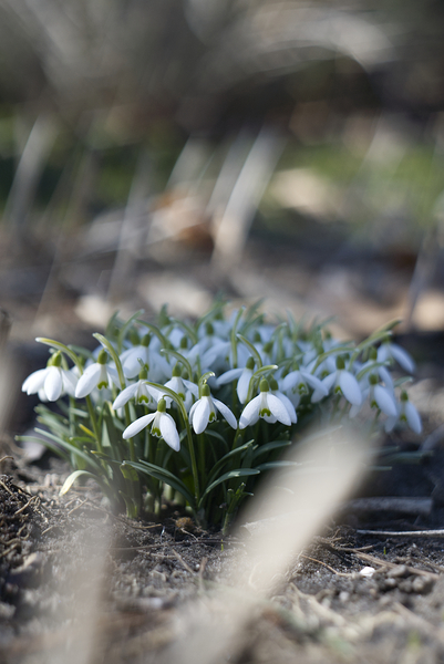  SBP4917 by Suzanne Bonin