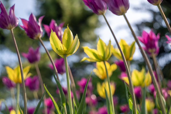  SBP7938 by Suzanne Bonin