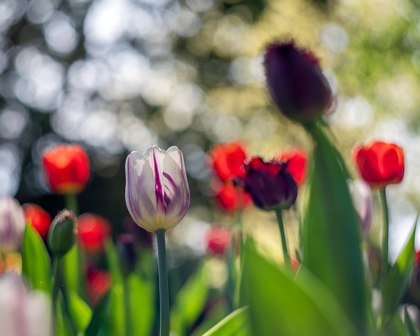  SBP8000 by Suzanne Bonin