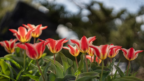  SBP4252 by Suzanne Bonin