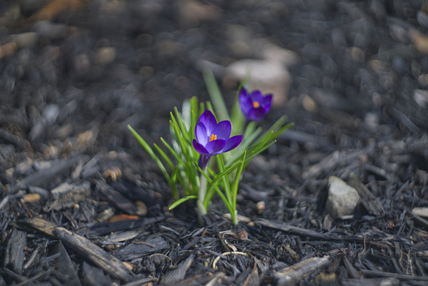  SBP4872 by Suzanne Bonin