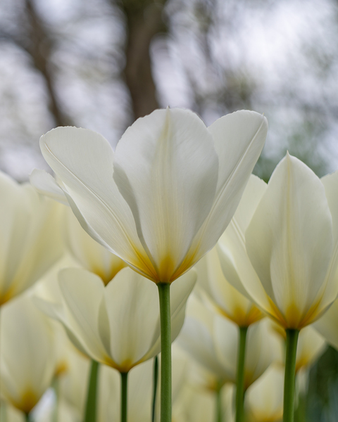  SBP5697 by Suzanne Bonin