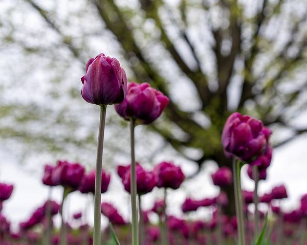  SBP6659 by Suzanne Bonin