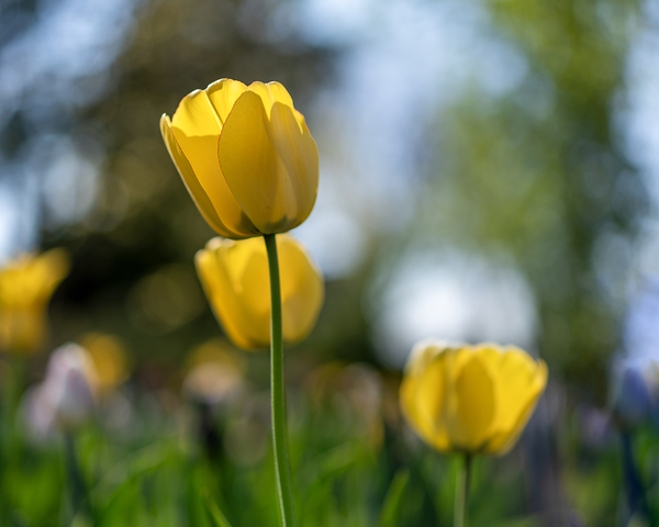  SBP7718 by Suzanne Bonin