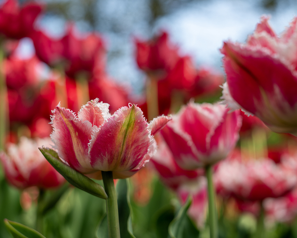  SBP7969 by Suzanne Bonin