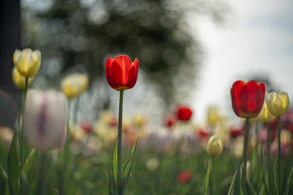  SBP8067 by Suzanne Bonin