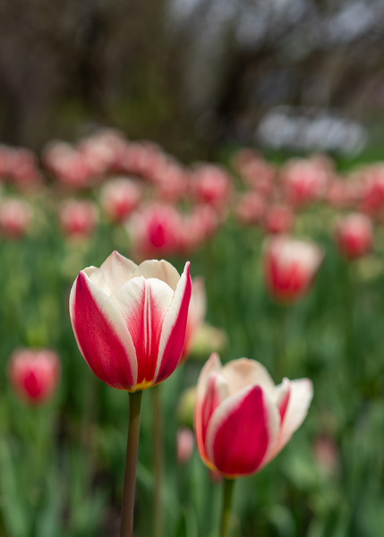 SBP6646 by Suzanne Bonin