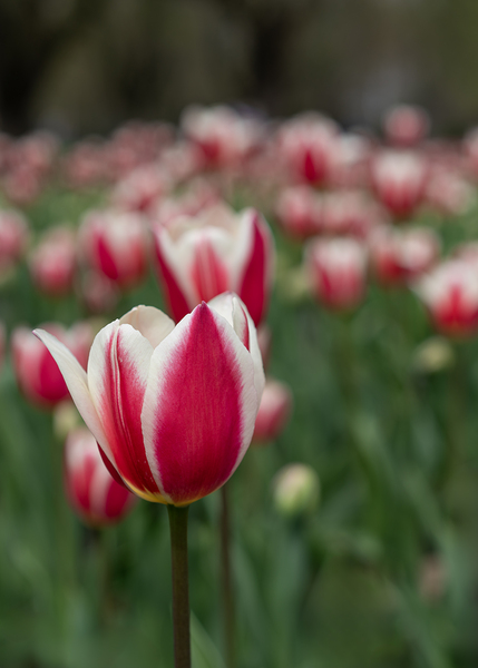 SBP6643 by Suzanne Bonin