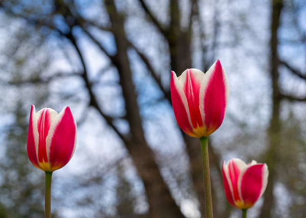 SBP6537 by Suzanne Bonin