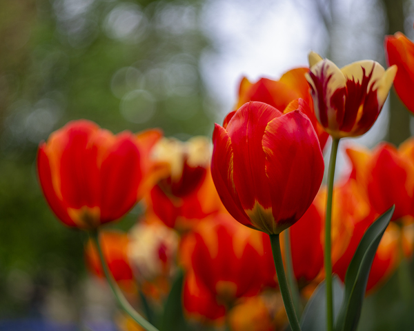 SBP5782 by Suzanne Bonin