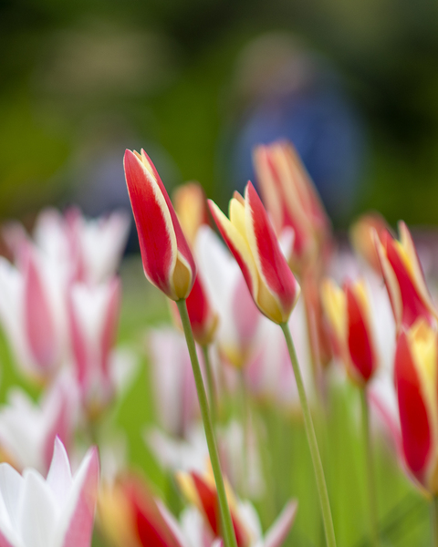 SBP5569 by Suzanne Bonin