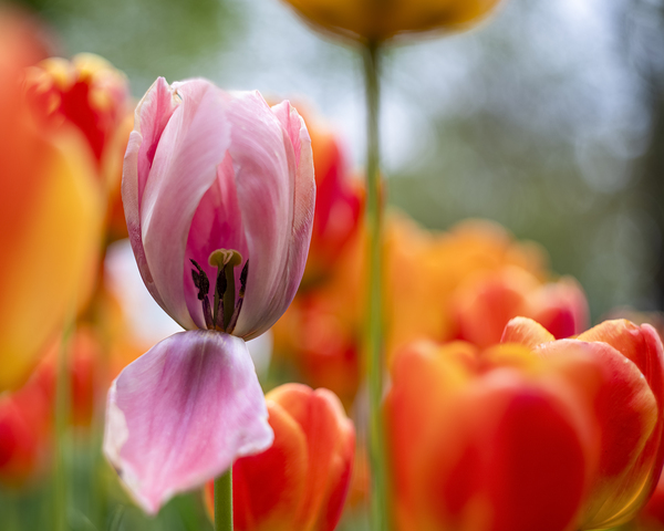 SBP5727 by Suzanne Bonin