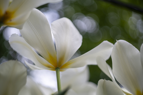 SBP5705 by Suzanne Bonin