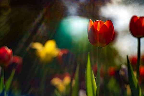 SBP7982 by Suzanne Bonin