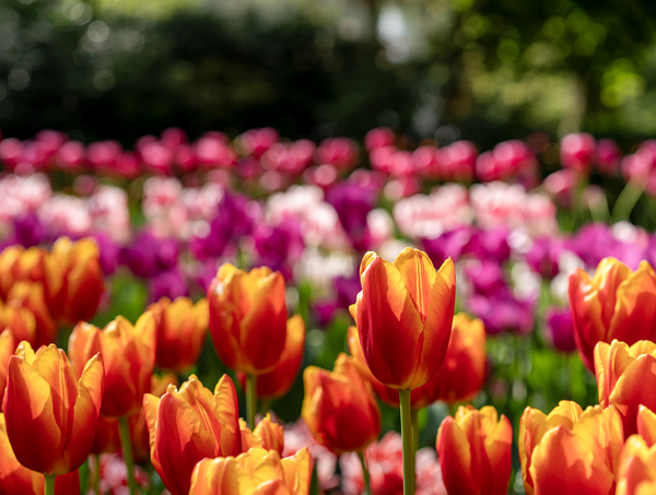 SBP6328 by Suzanne Bonin