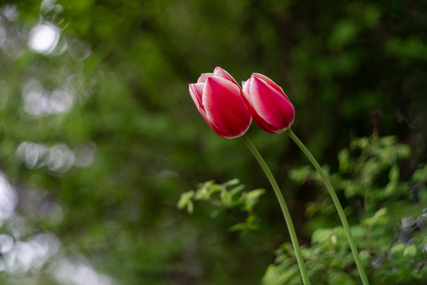 SBP8211 by Suzanne Bonin