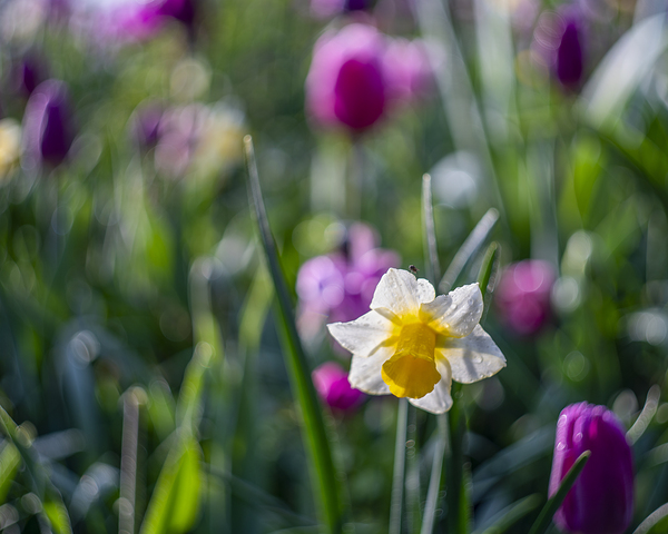 SBP5473 by Suzanne Bonin