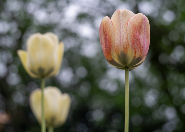 SBP8123 by Suzanne Bonin