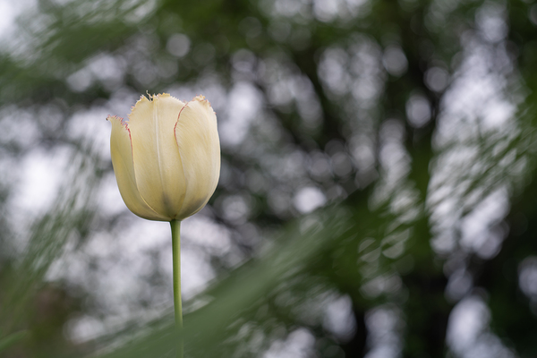 SBP8121 by Suzanne Bonin