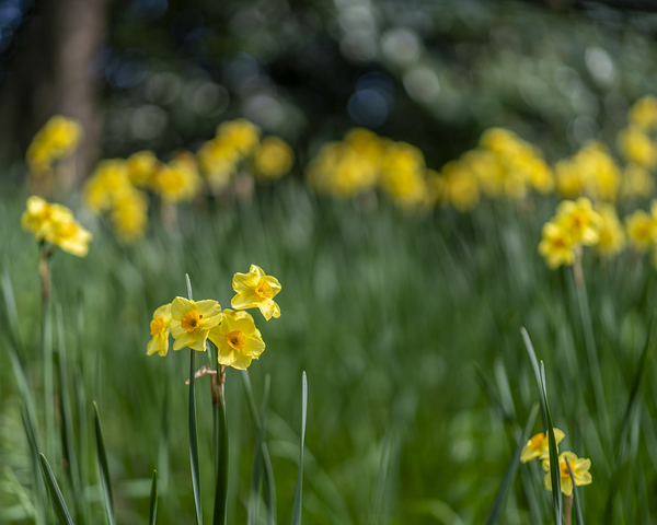 SBP5541 by Suzanne Bonin