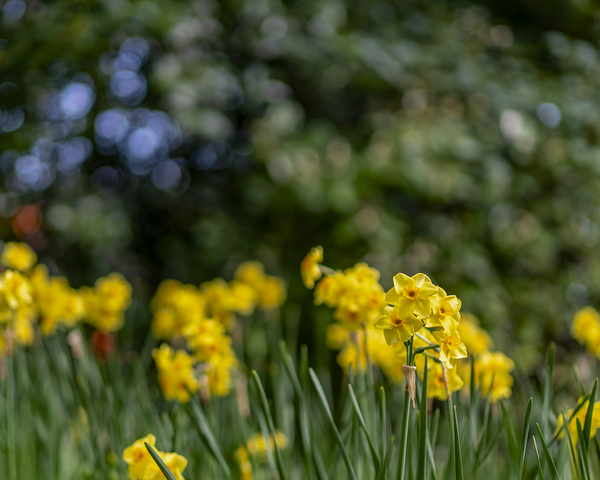 SBP5538 by Suzanne Bonin