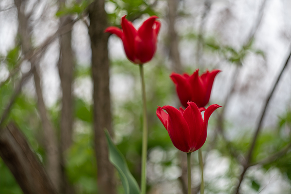 SBP8333 by Suzanne Bonin