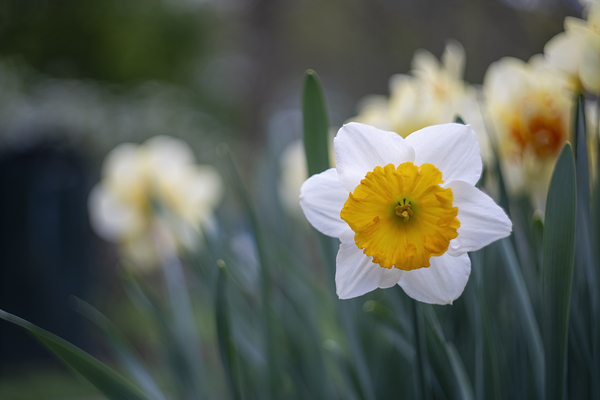 SBP5653 by Suzanne Bonin