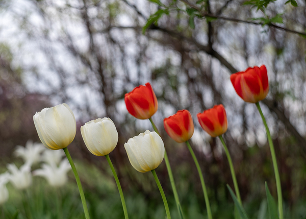 SBP8417 by Suzanne Bonin