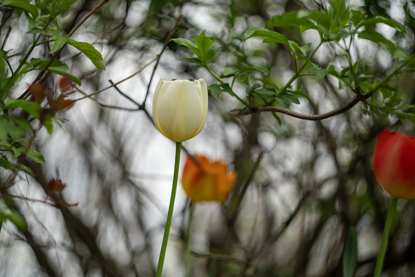 SBP8285 by Suzanne Bonin