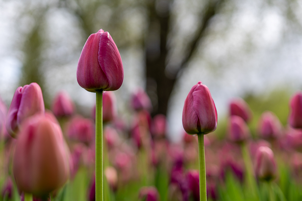 SBP6693 by Suzanne Bonin