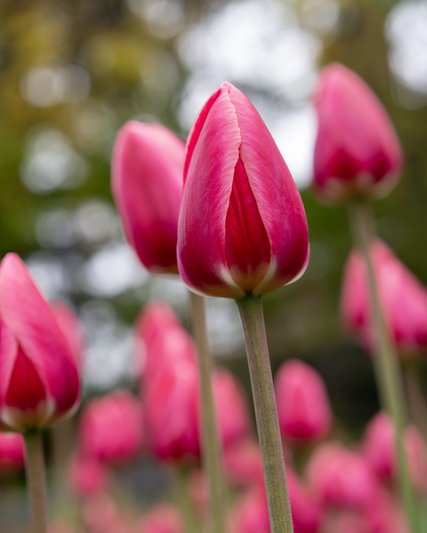 SBP6658 by Suzanne Bonin