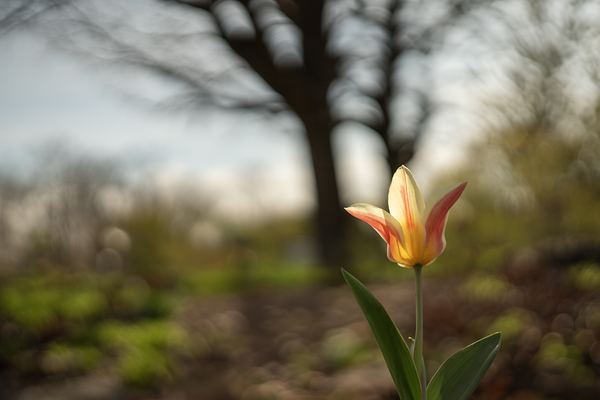 SBP4275 by Suzanne Bonin