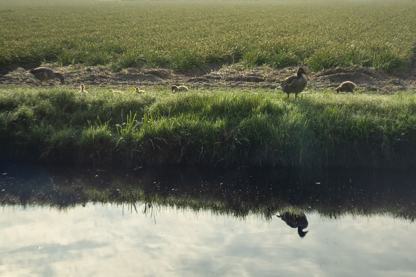 SBP5433 by Suzanne Bonin