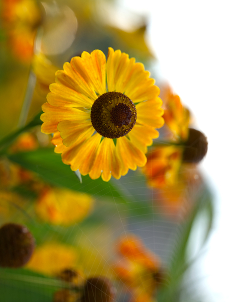 A Beautiful Day by Suzanne Bonin