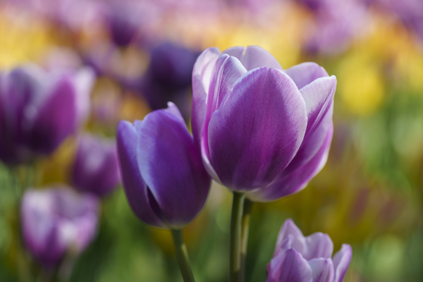 A Touch of Purple Print