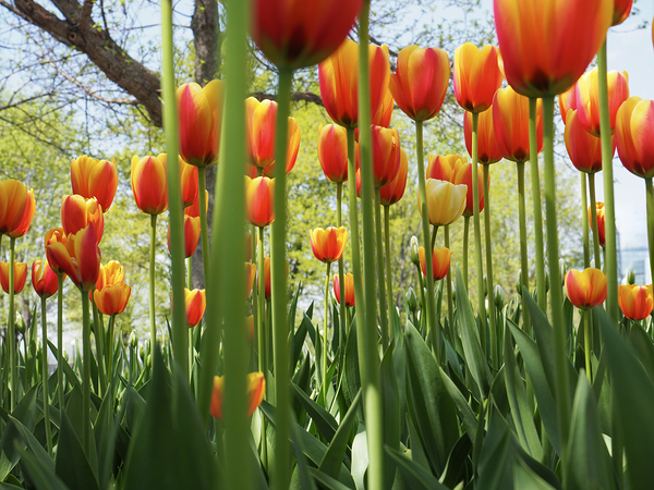 A View From Below by Suzanne Bonin