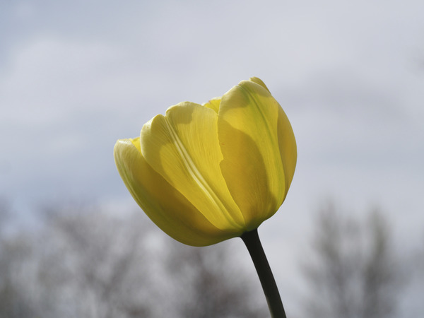 Alone by Suzanne Bonin