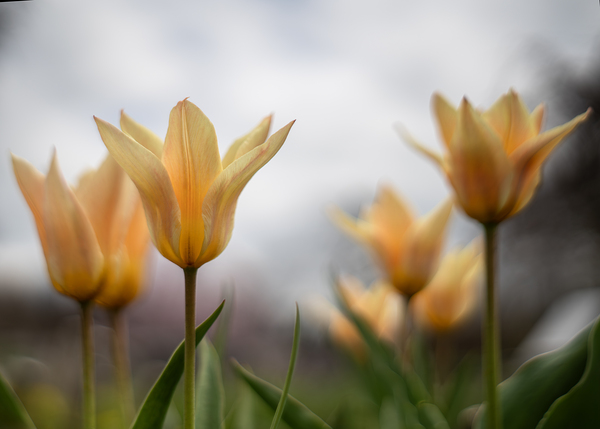 Amber Aurora by Suzanne Bonin