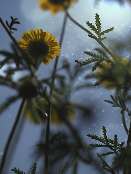 Ant Eye View by Suzanne Bonin