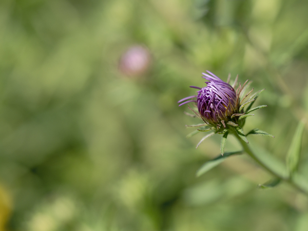 Aster Bud by Suzanne Bonin