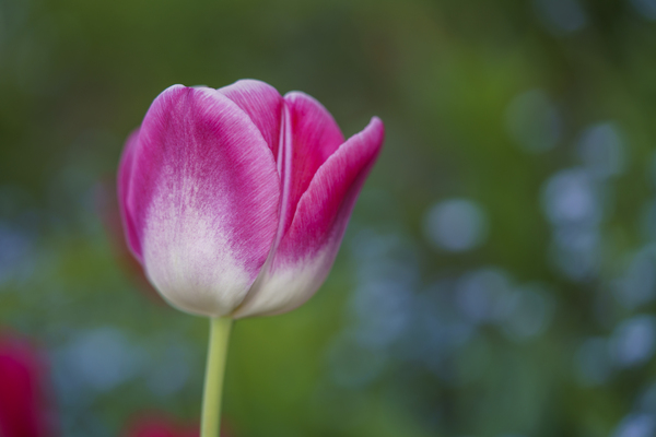 Barbie Pink by Suzanne Bonin