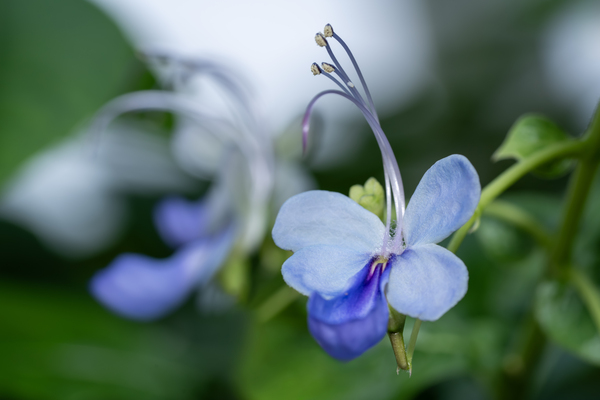 Beetle Killer by Suzanne Bonin