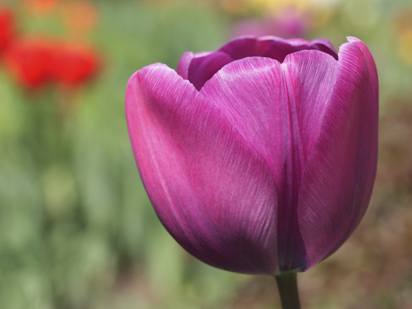 Big Purple Tulip Print