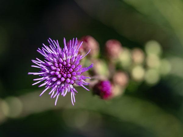 Blazing Star by Suzanne Bonin