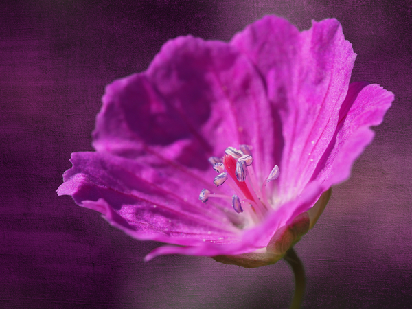 Bloody Geranium by Suzanne Bonin
