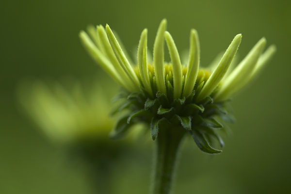 Blooming Coneflower by Suzanne Bonin