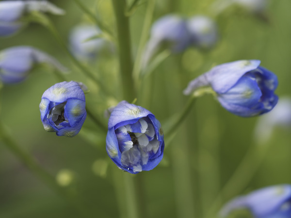 Blue Delphinium Buds Print