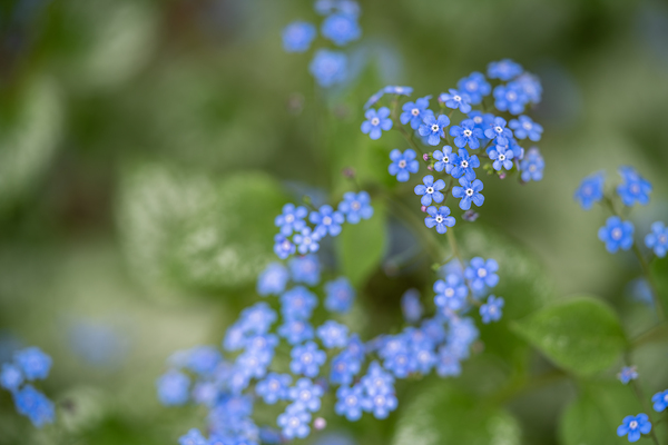 Blue Rosary by Suzanne Bonin