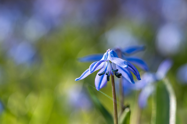 Blue Umbrella by Suzanne Bonin